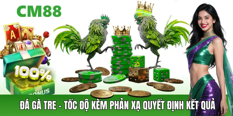 Đá Gà Tre – Tốc Độ Kèm Phản Xạ Quyết Định Kết Quả