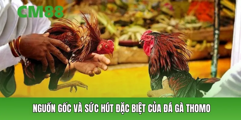 Nguồn gốc và sức hút đặc biệt của đá gà Thomo