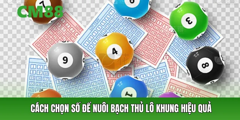 Cách chọn số để nuôi bạch thủ lô khung hiệu quả