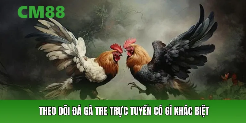 Theo dõi đá gà tre trực tuyến có gì khác biệt