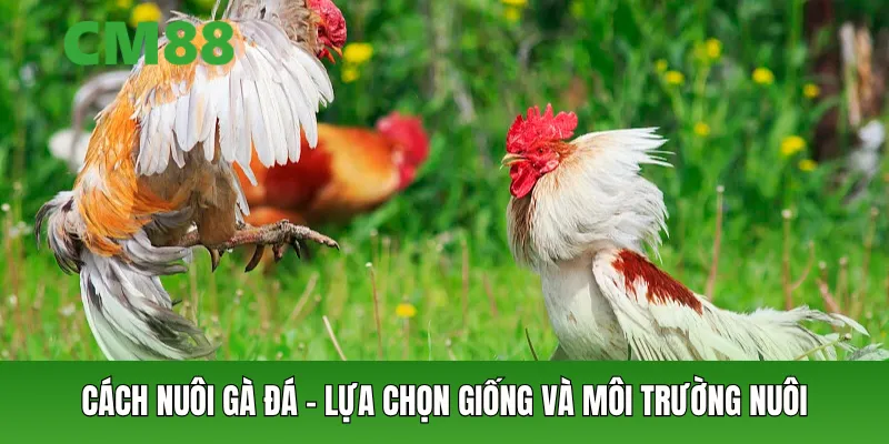 Cách nuôi gà đá – lựa chọn giống và môi trường nuôi