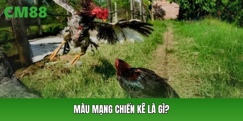 Màu mạng chiến kê là gì?