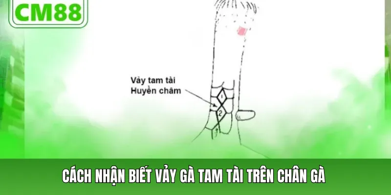 Cách nhận biết vảy gà tam tài trên chân gà